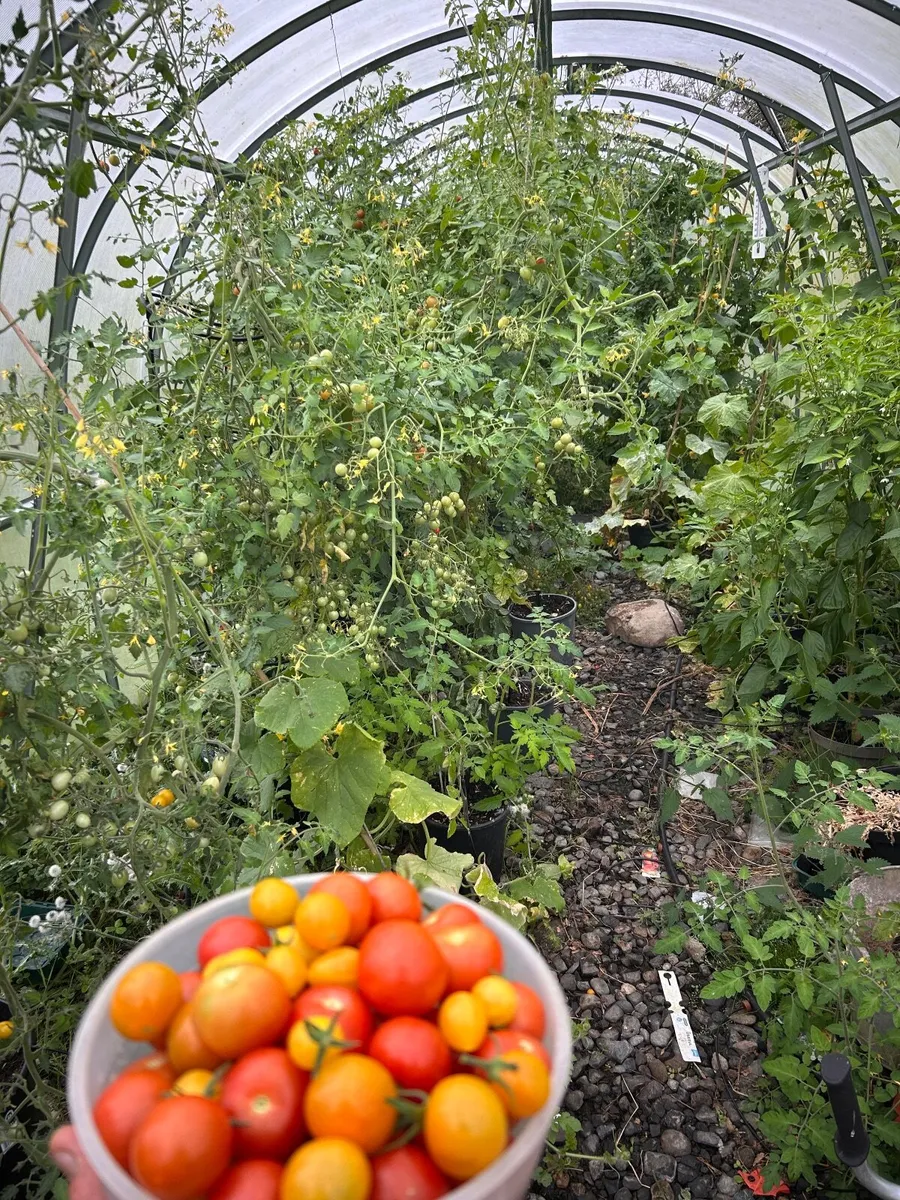 Fresh Irish Tomatoes - Image 3