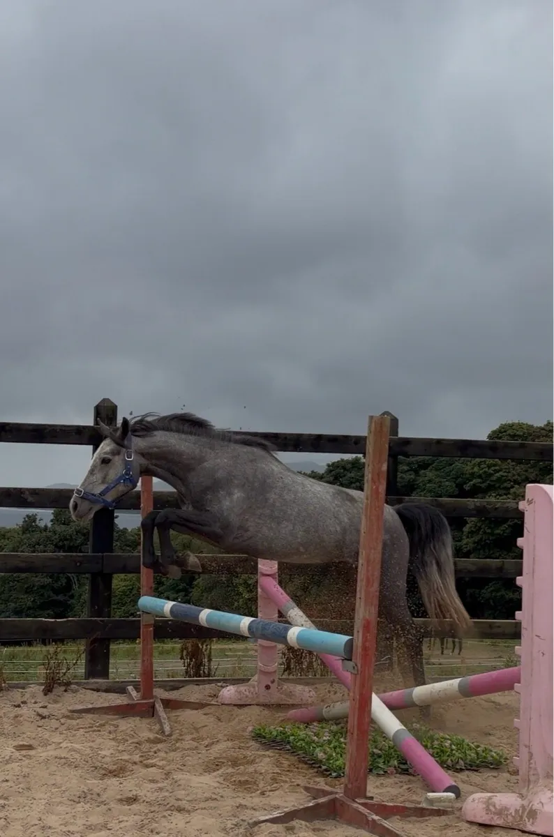 138cm class 1 Connemara mare - Image 1