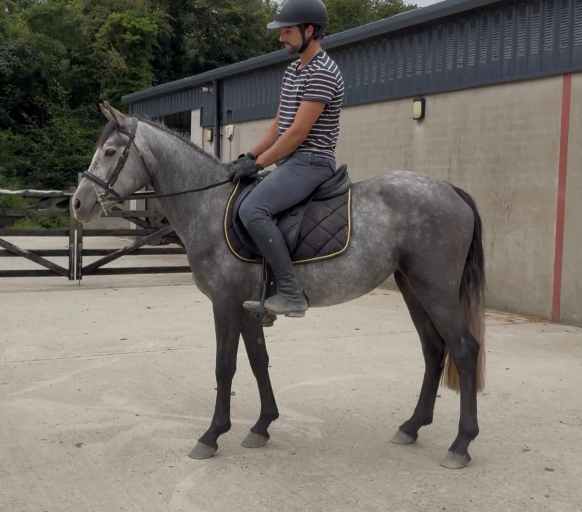 138cm class 1 Connemara mare - Image 2