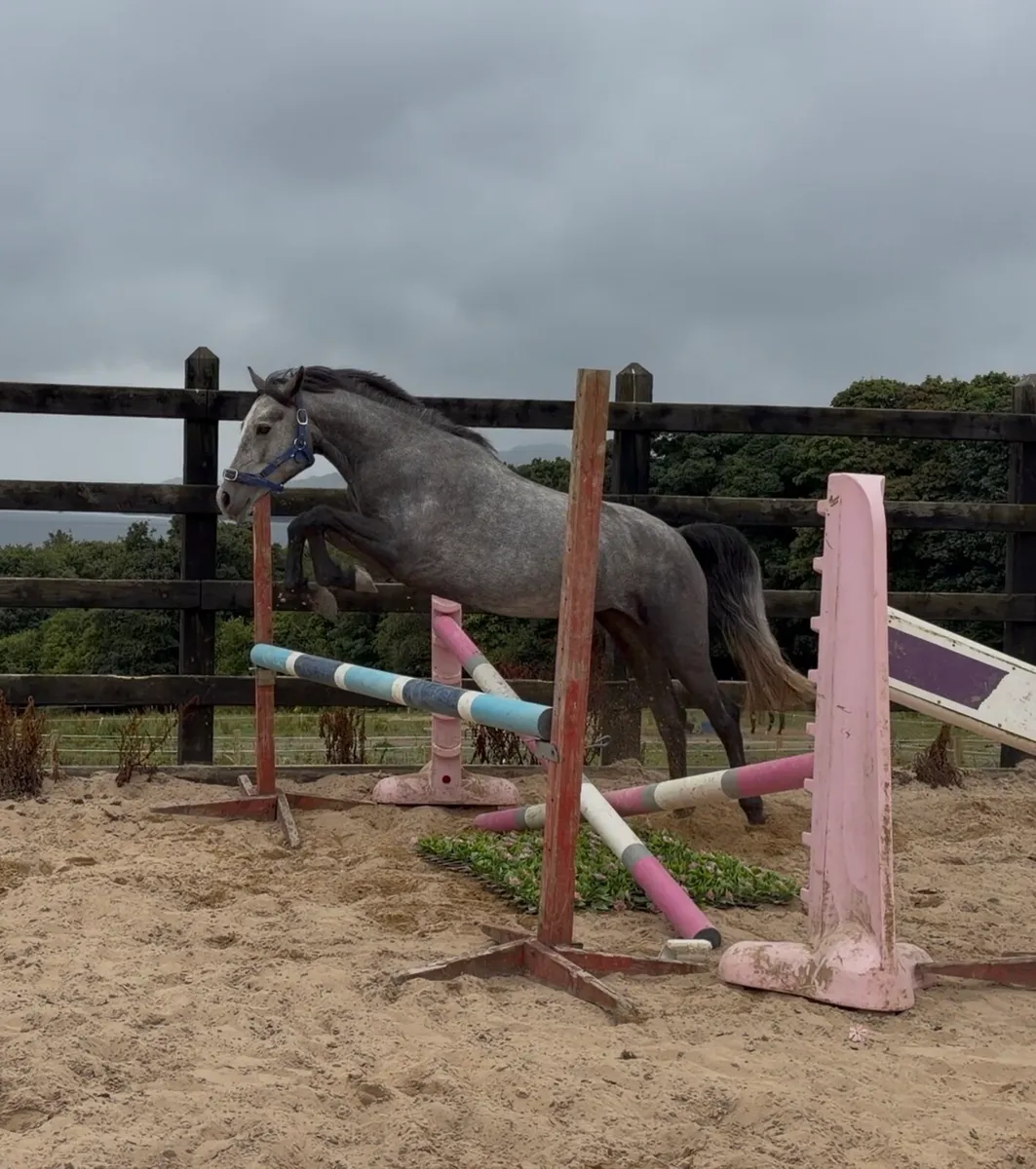 138cm class 1 Connemara mare - Image 3