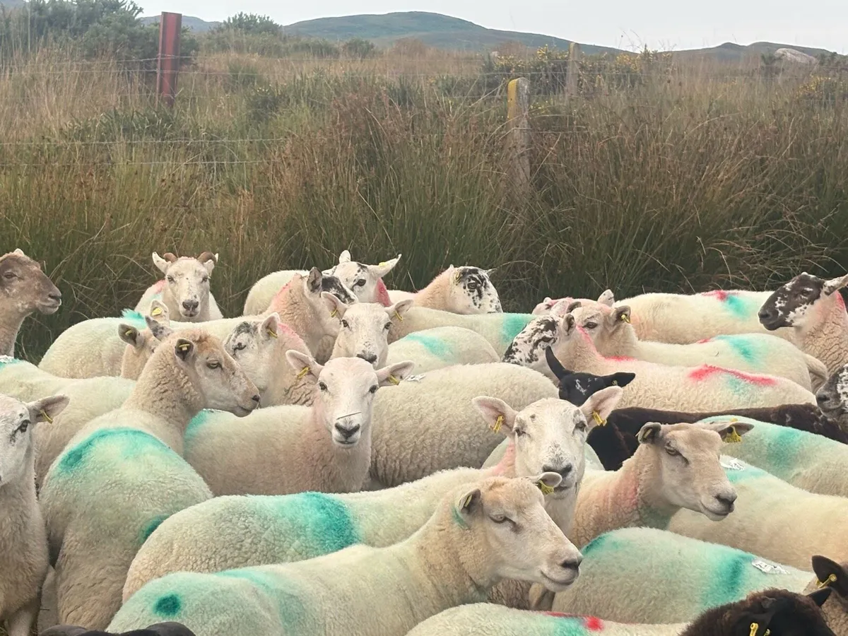 Hoggets  fully organic - Image 2