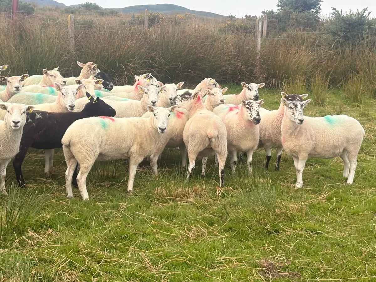Hoggets  fully organic - Image 3