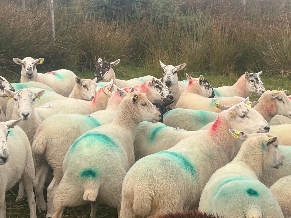 Hoggets  fully organic - Image 4