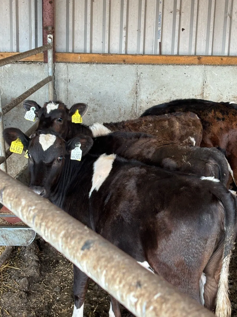 High ebi Heifir calves - Image 1