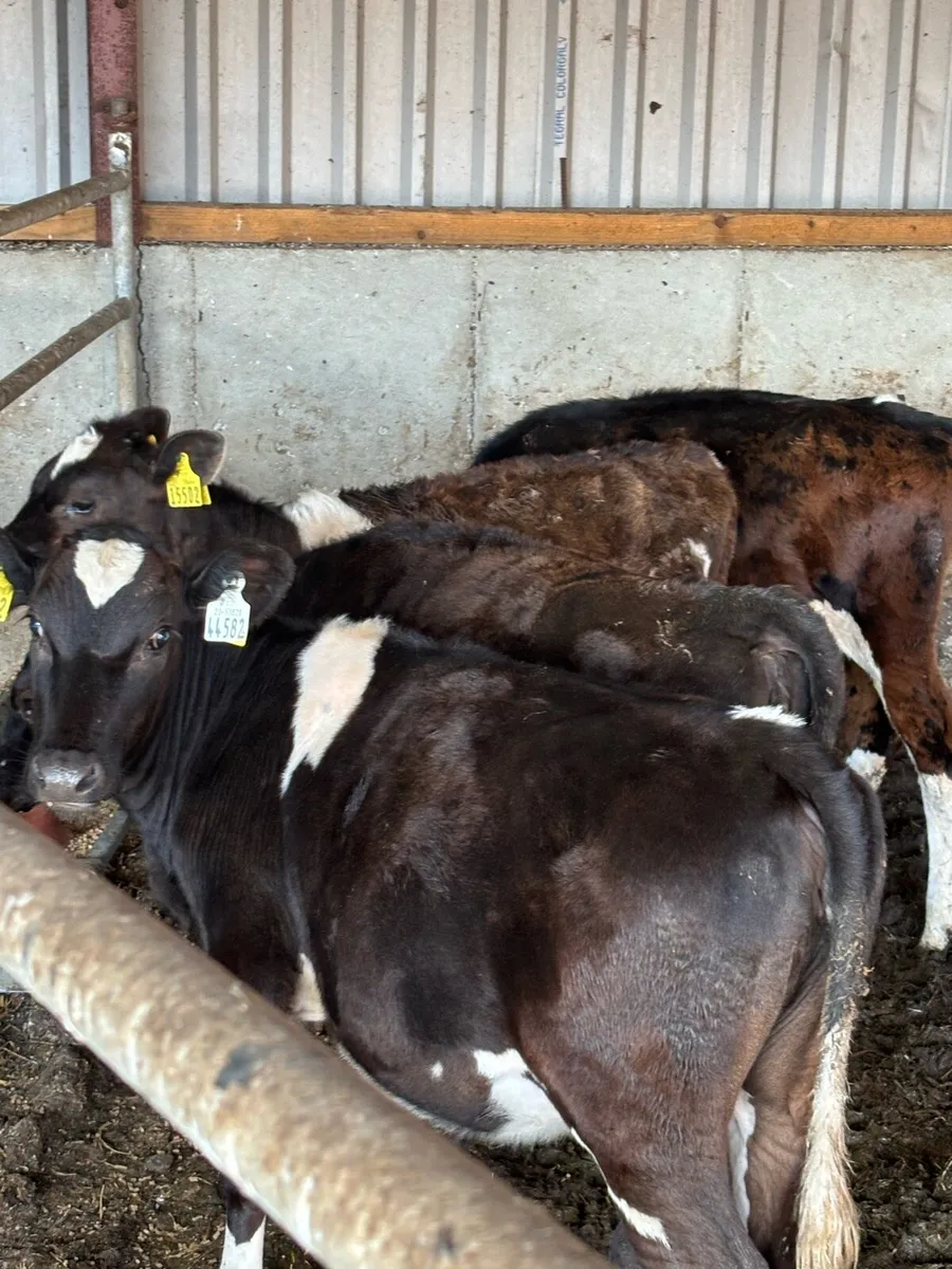 High ebi Heifir calves - Image 2