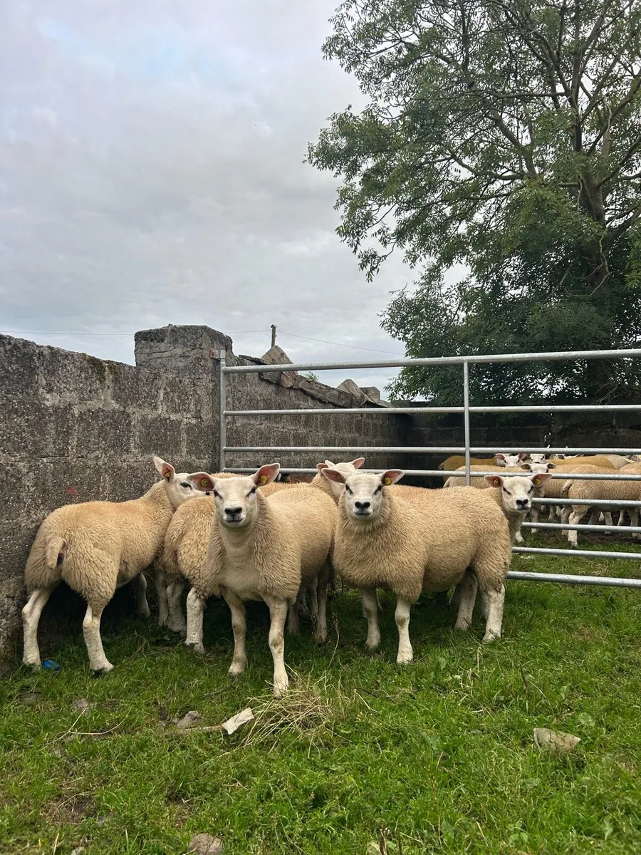✅Pedigree registered Texel ewe lambs✅ - Image 1