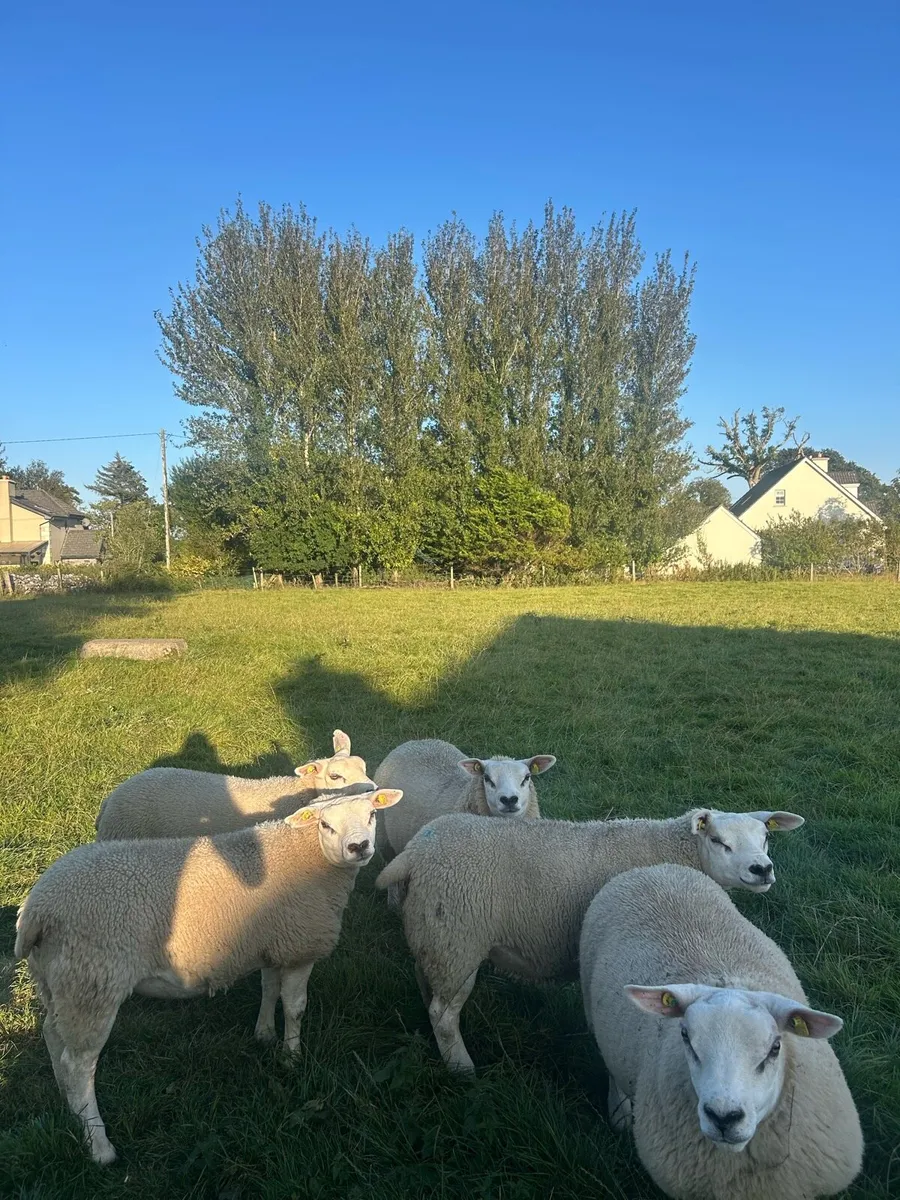 ✅Pedigree registered Texel ewe lambs✅ - Image 2