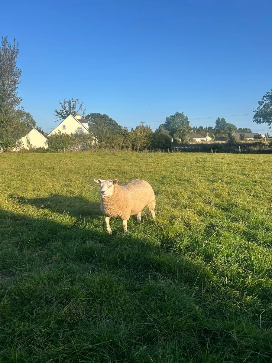 ✅Pedigree registered Texel ewe lambs✅ - Image 3
