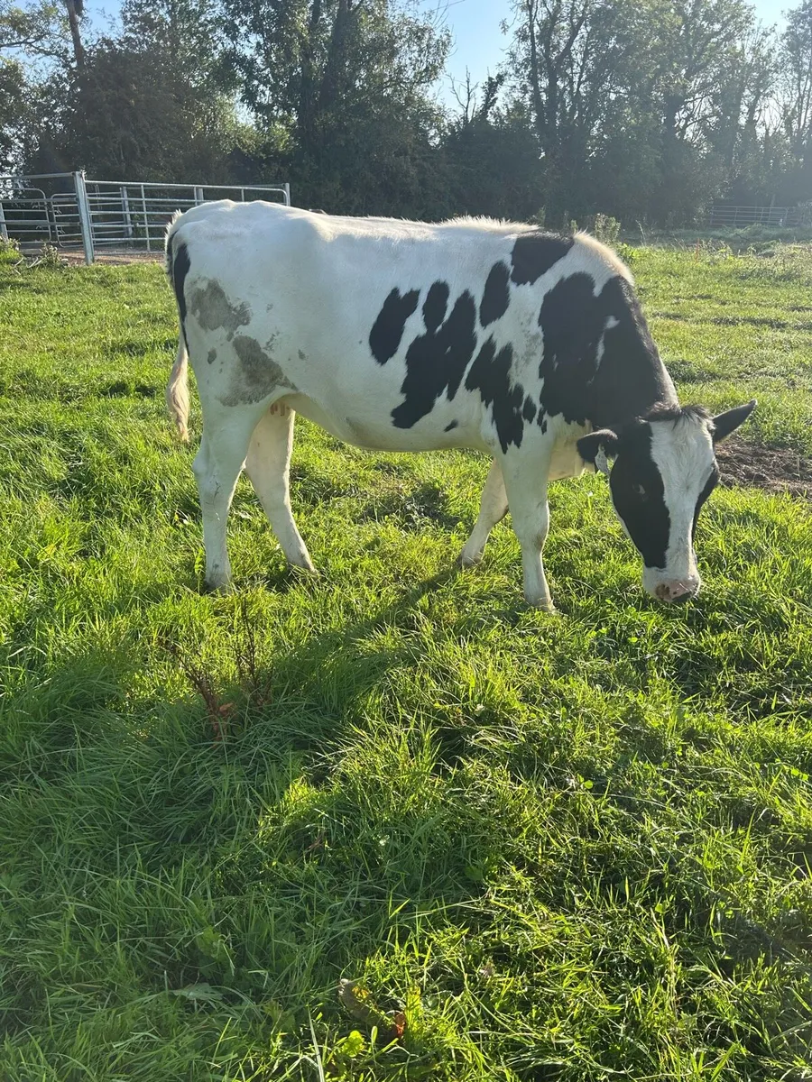 Two spring calving Friesian Heifers - Image 1