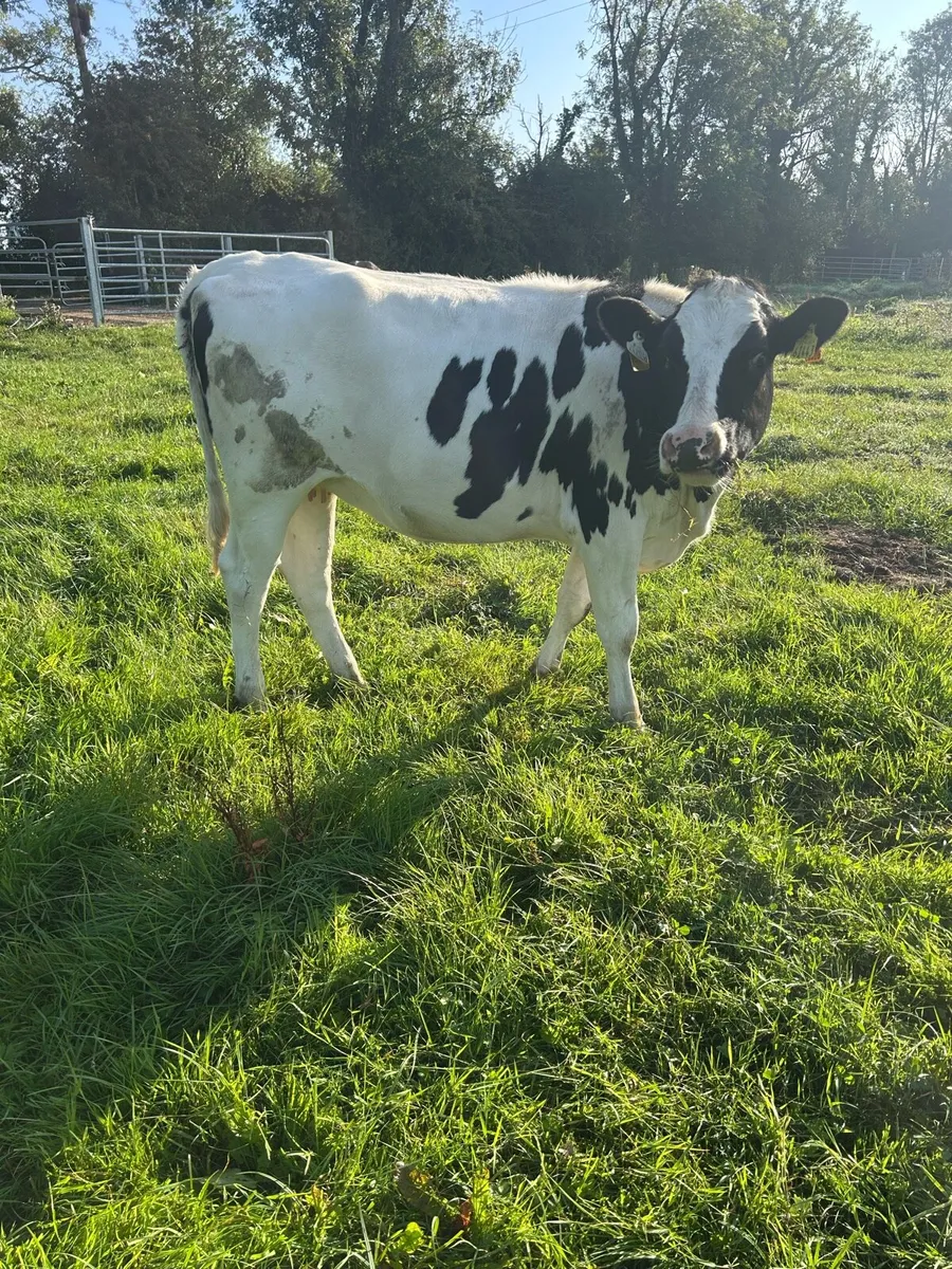 Two spring calving Friesian Heifers - Image 2