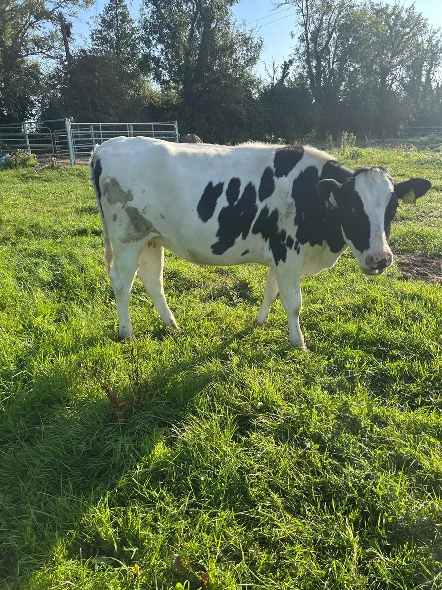 Two spring calving Friesian Heifers - Image 3