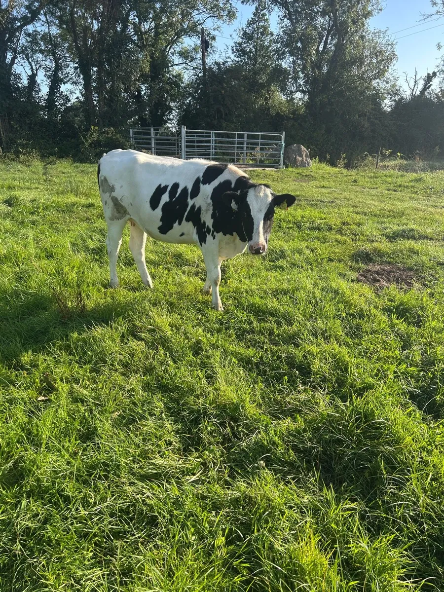 Two spring calving Friesian Heifers - Image 4
