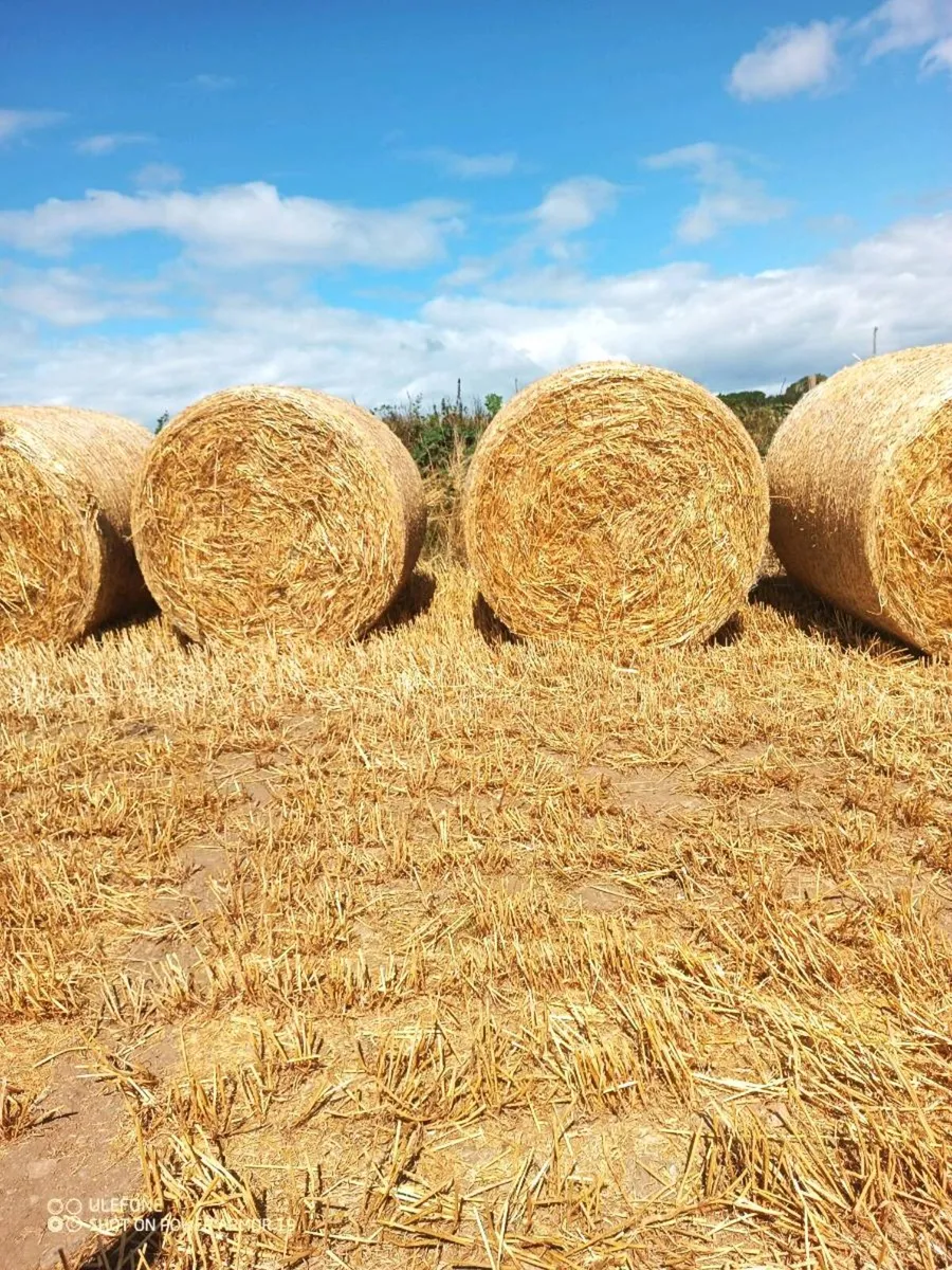 Straw for sale - Image 3