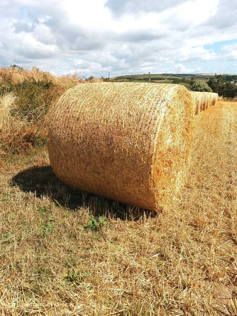 Straw for sale - Image 1