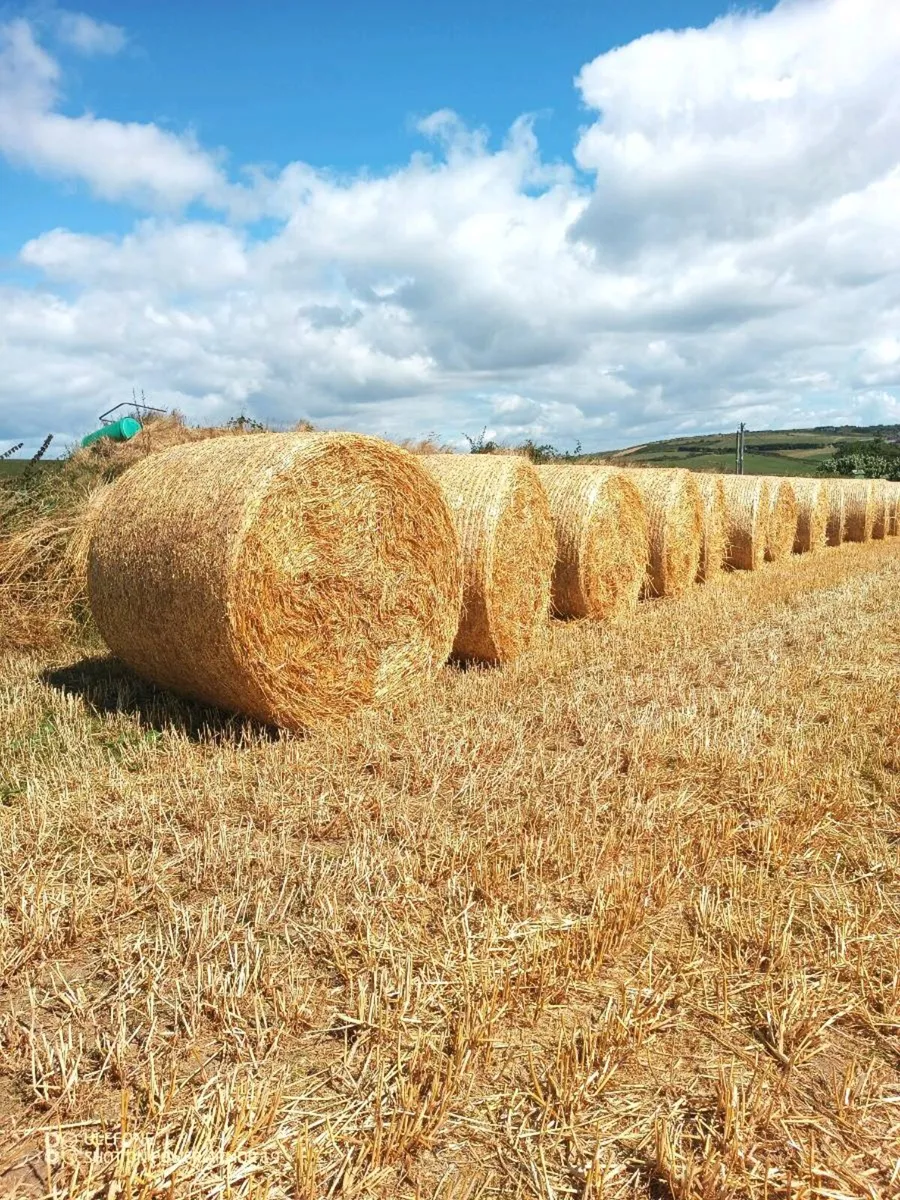 Straw for sale - Image 2