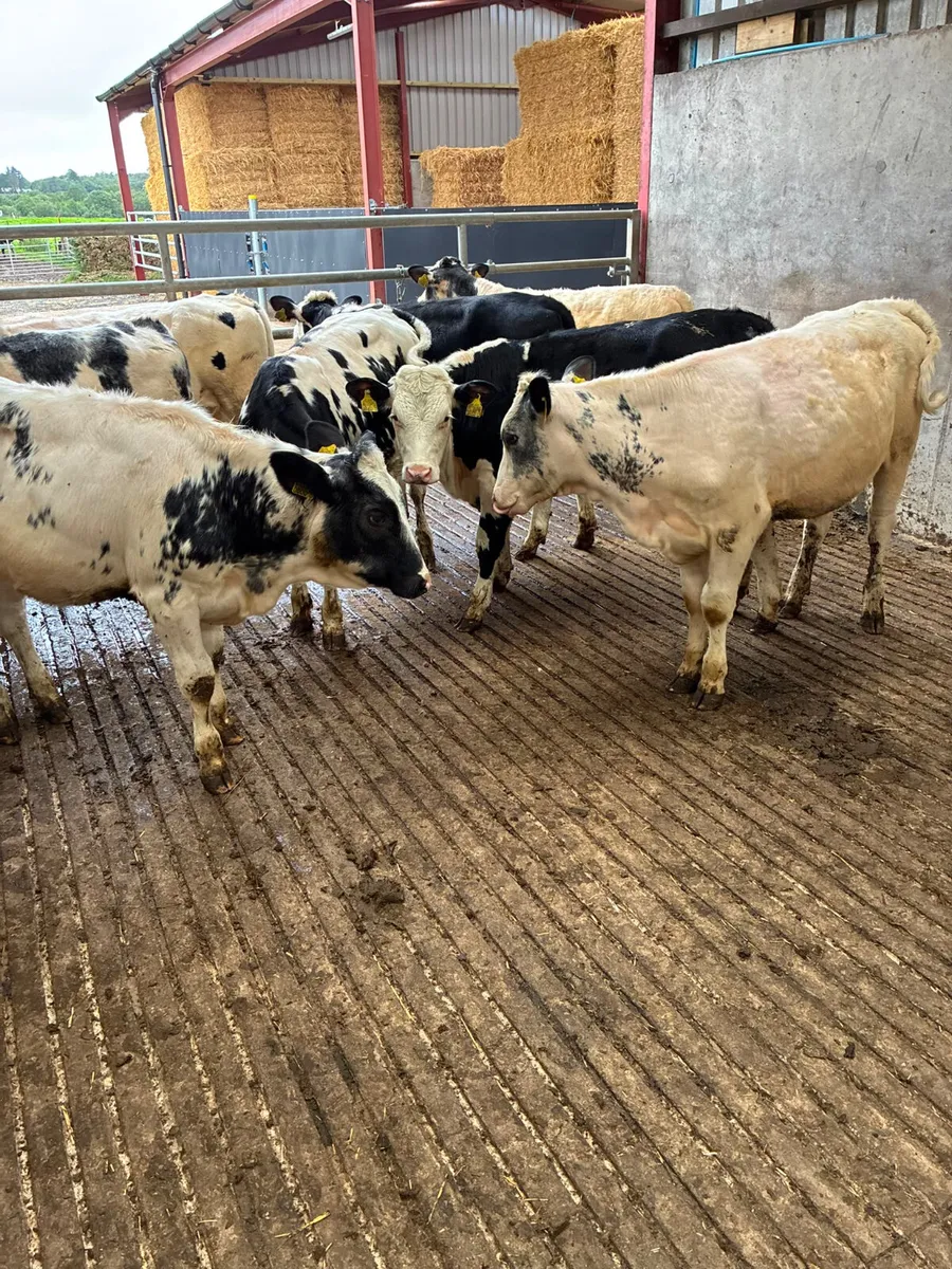 Blue and Hereford heifers - Image 4
