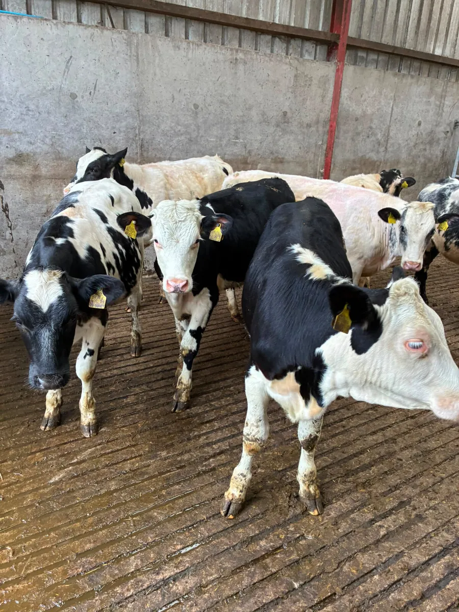 Blue and Hereford heifers - Image 1