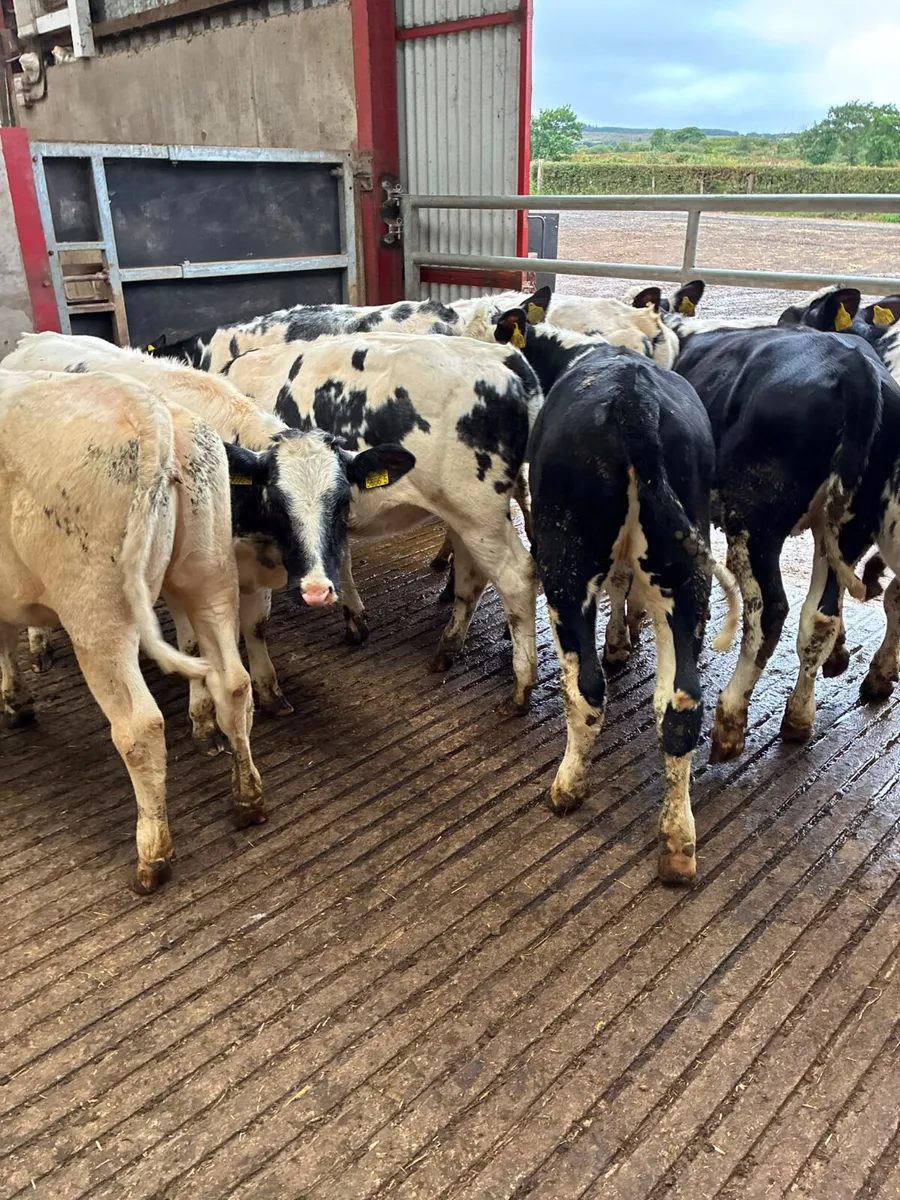 Blue and Hereford heifers - Image 2