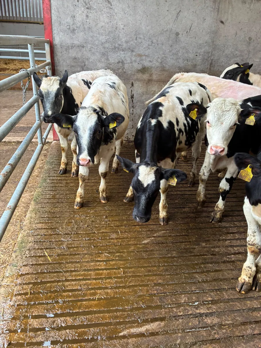 Blue and Hereford heifers - Image 3