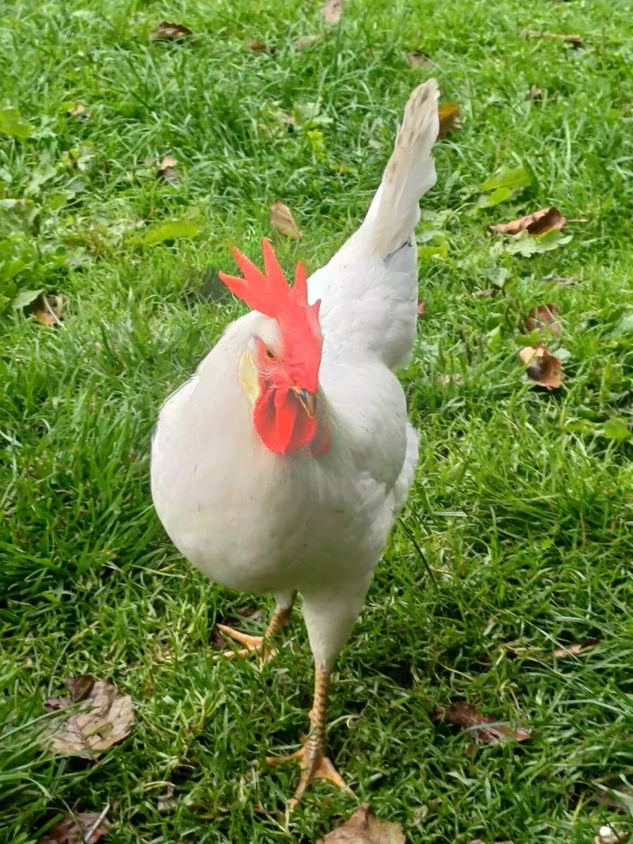 Leghorn hens - Image 2