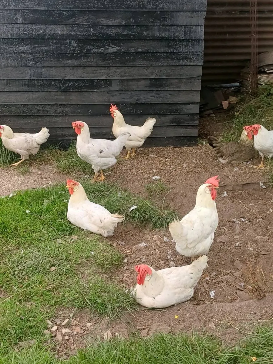 Leghorn hens - Image 3