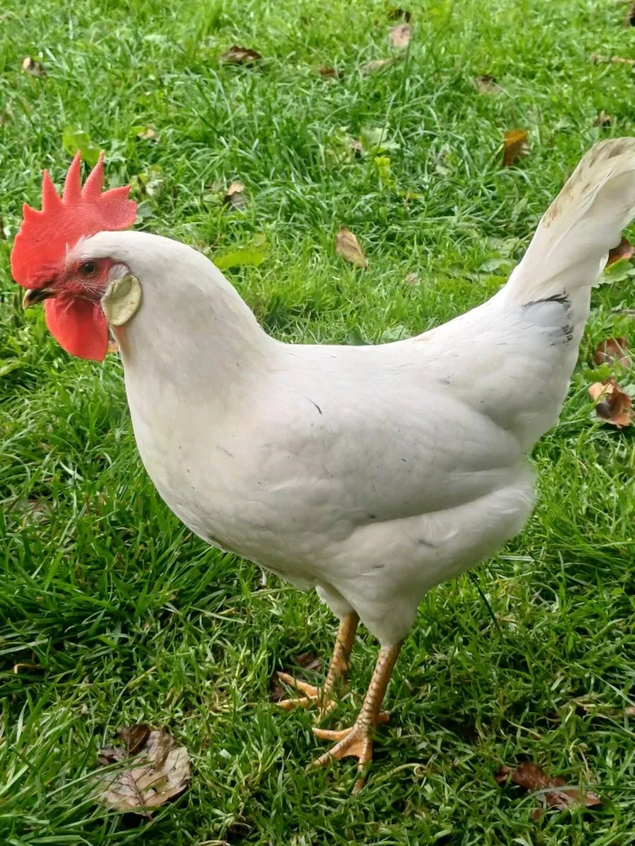 Leghorn hens - Image 1