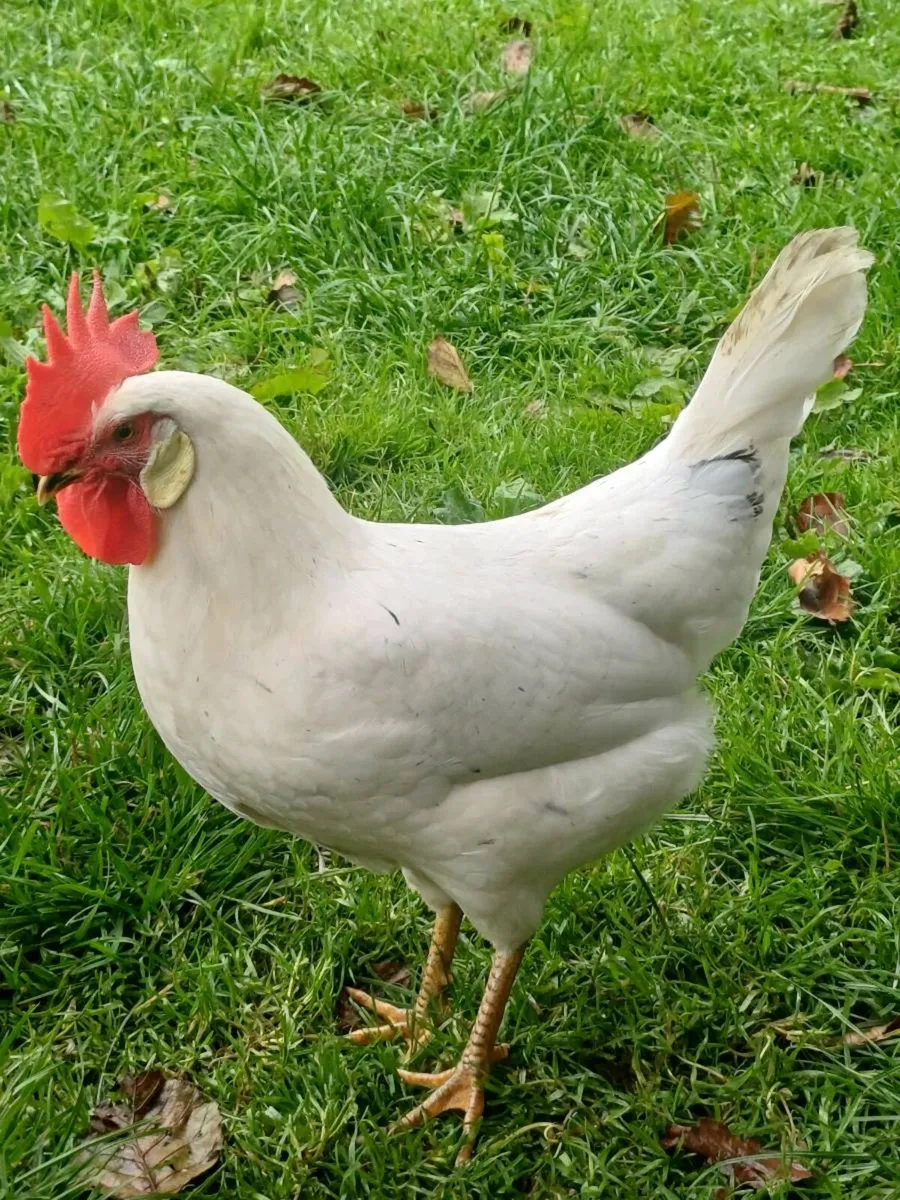 Leghorn hens - Image 4