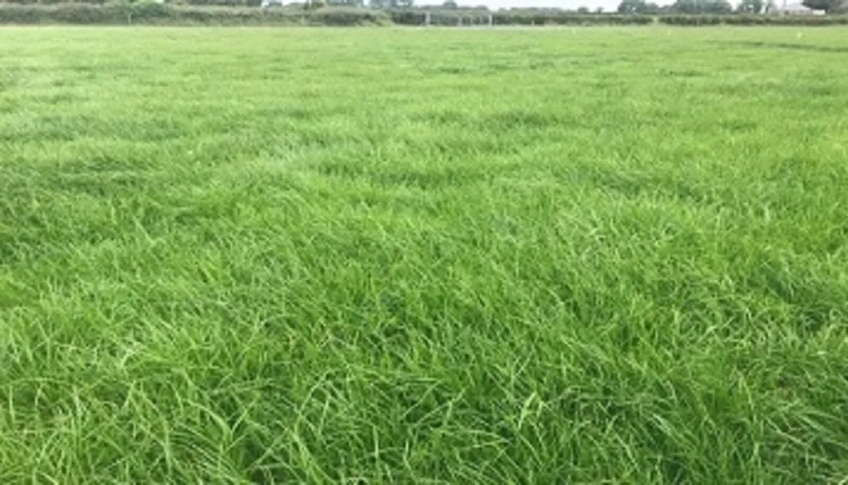 🌱 Grass available 🌱