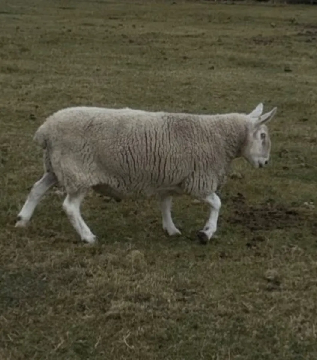 Border Leicester Ram for sale - Image 2