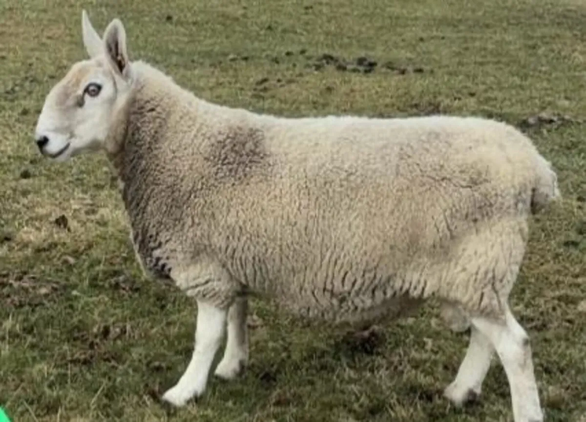 Border Leicester Ram for sale - Image 3