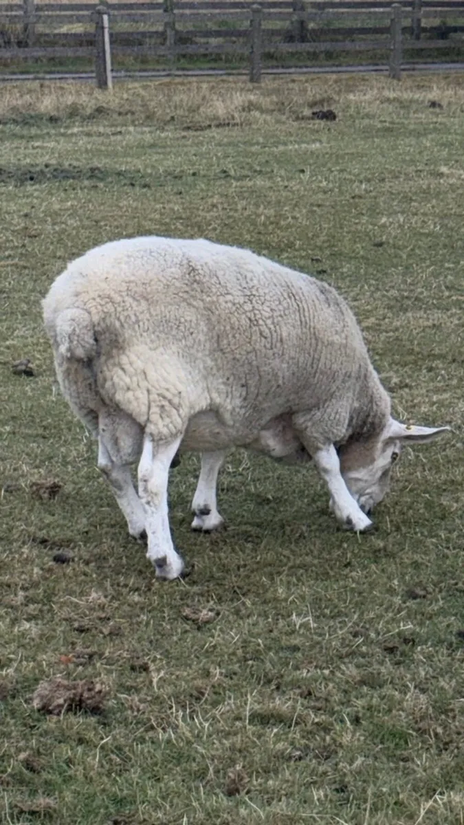 Border Leicester Ram for sale - Image 4