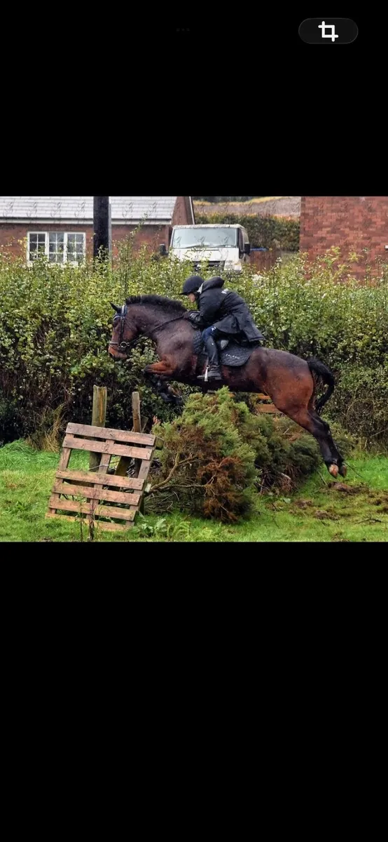 13.3 gelding 8 year old - Image 1