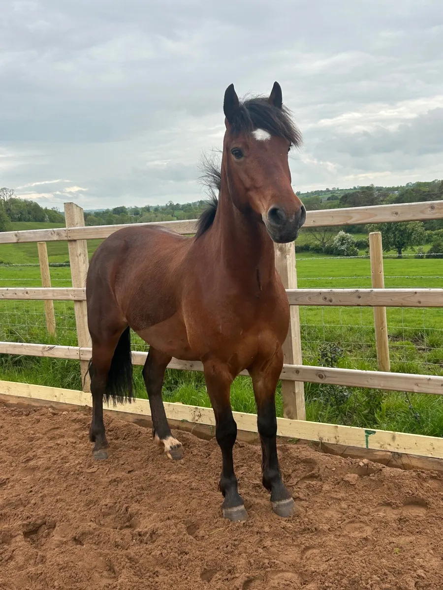 13.3 gelding 8 year old - Image 2