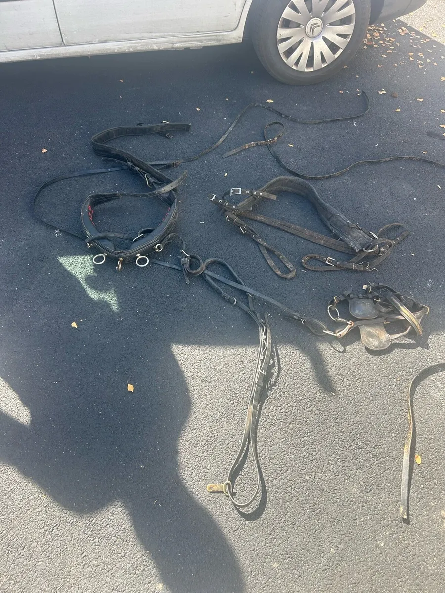 Harness leather - Image 2
