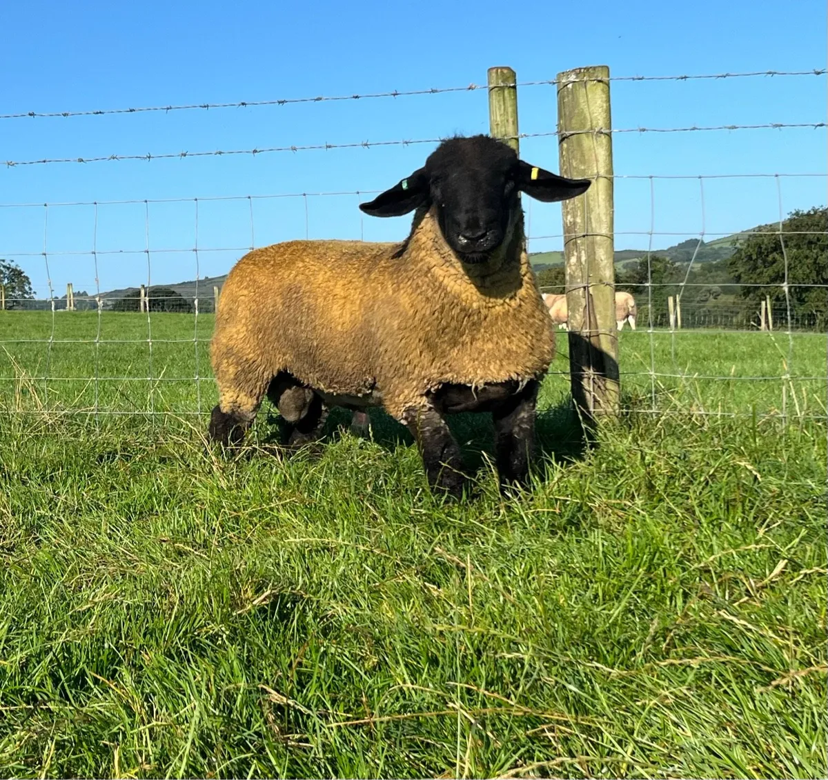 Pedigree Suffolk ram lamb - Image 2