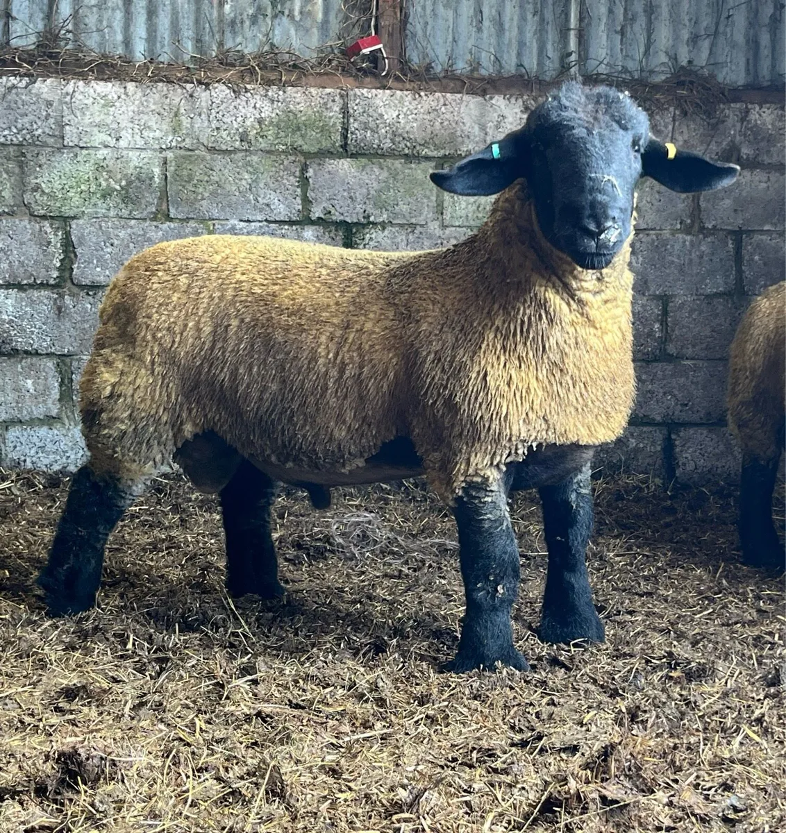 Pedigree Suffolk ram lamb - Image 1