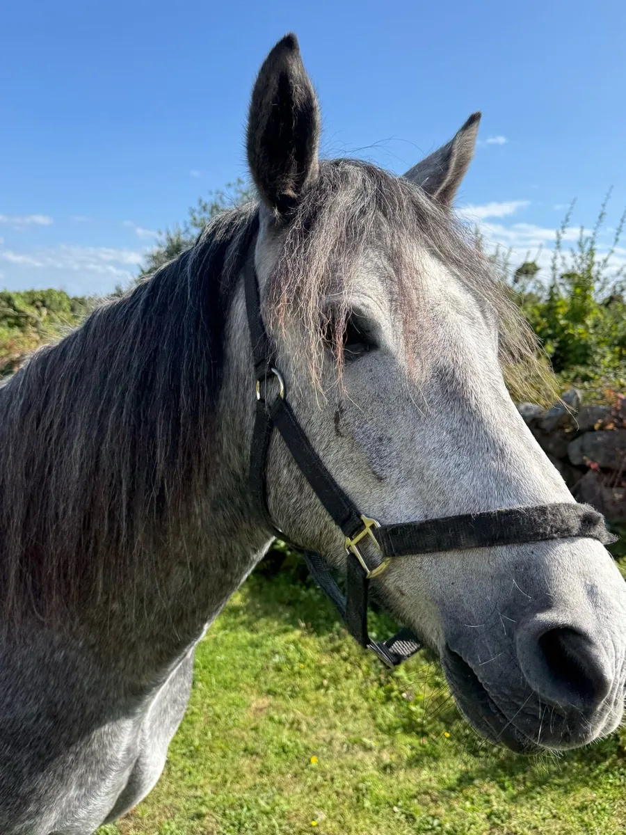 3 year old Connemara gelding - Image 1