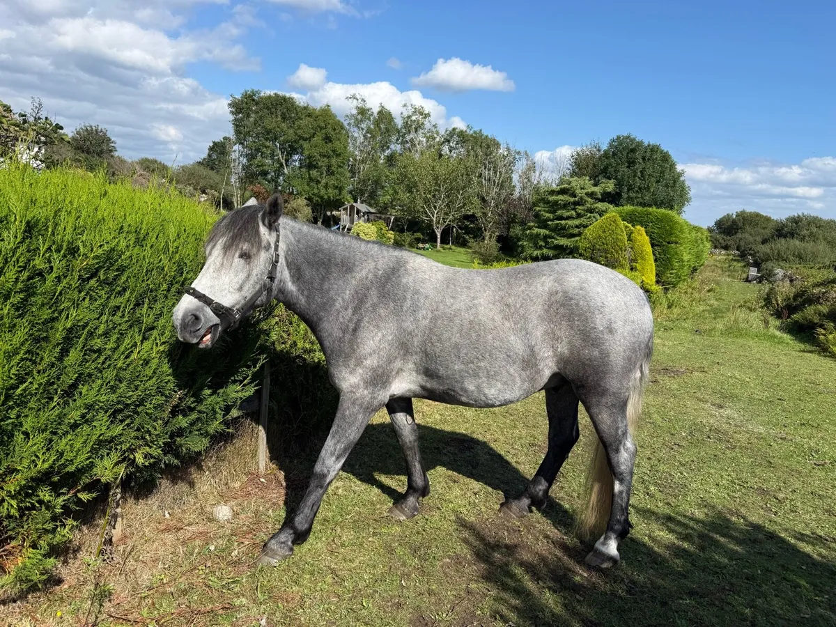 3 year old Connemara gelding - Image 2