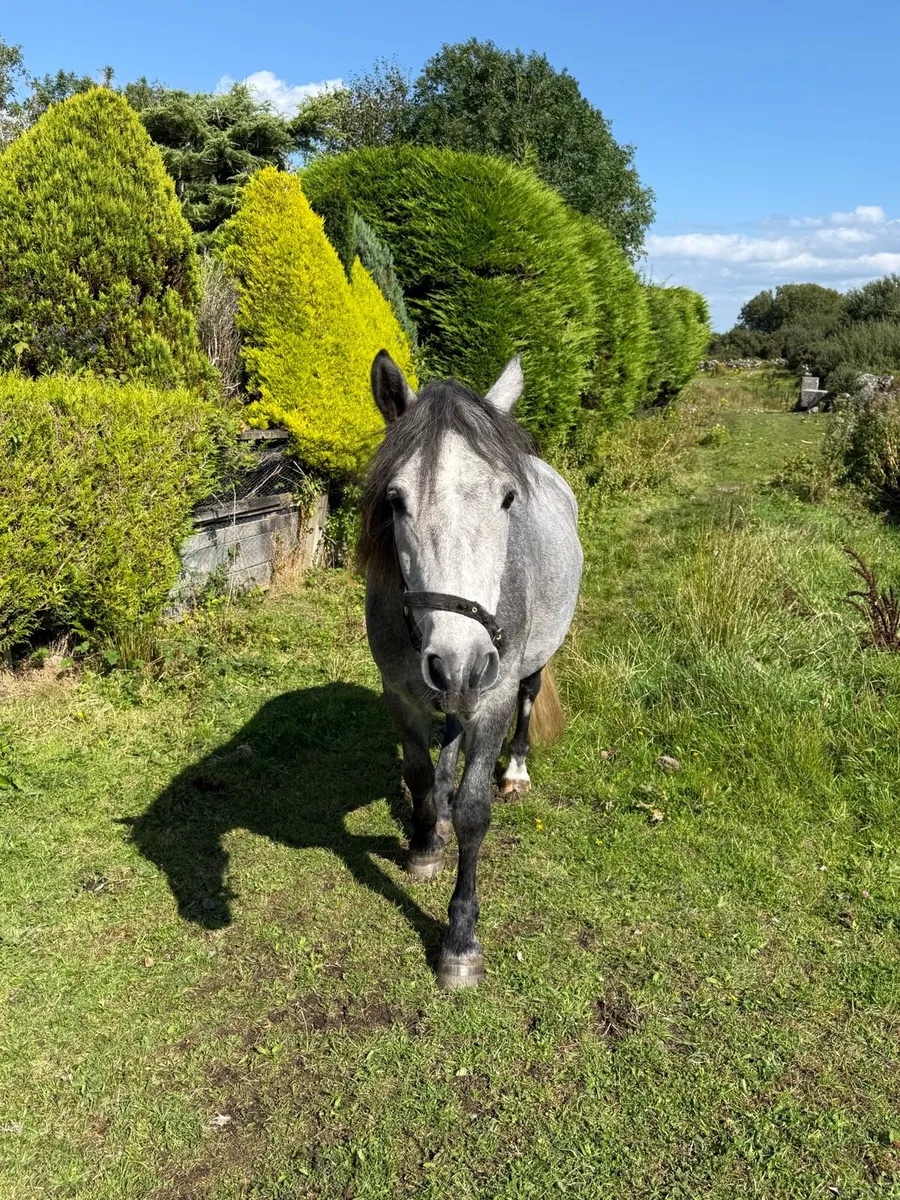 3 year old Connemara gelding - Image 3