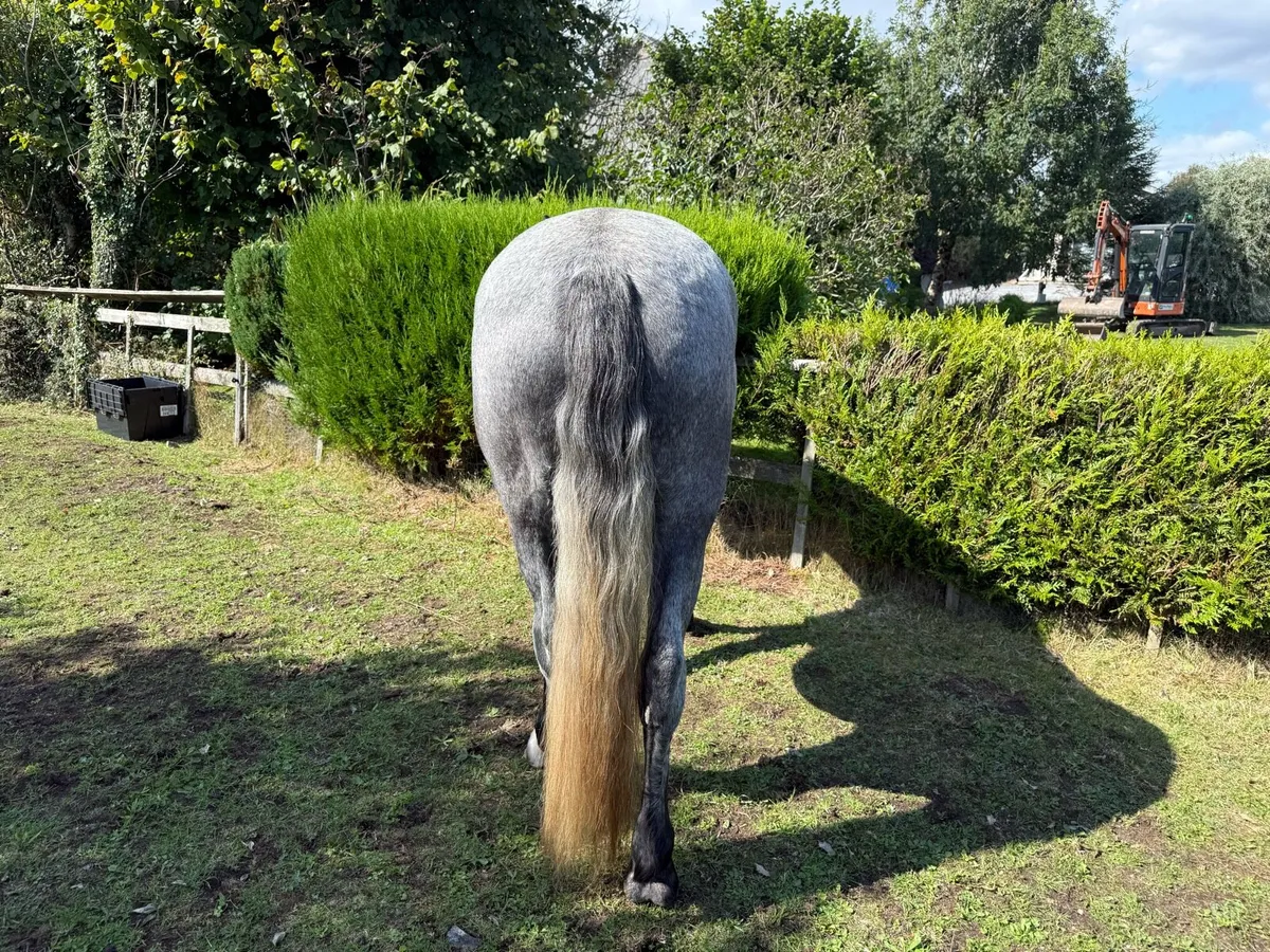 3 year old Connemara gelding - Image 4