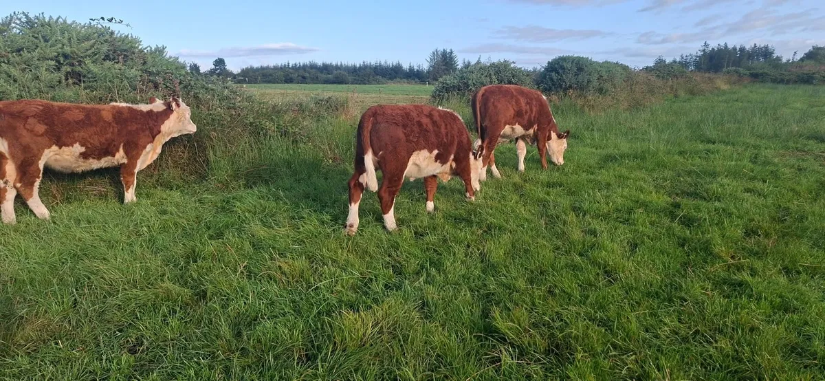 Hereford heifers - Image 1