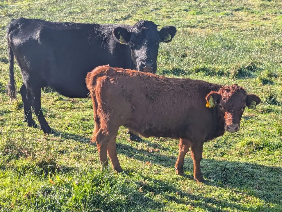 Dexter Cattle - Image 2