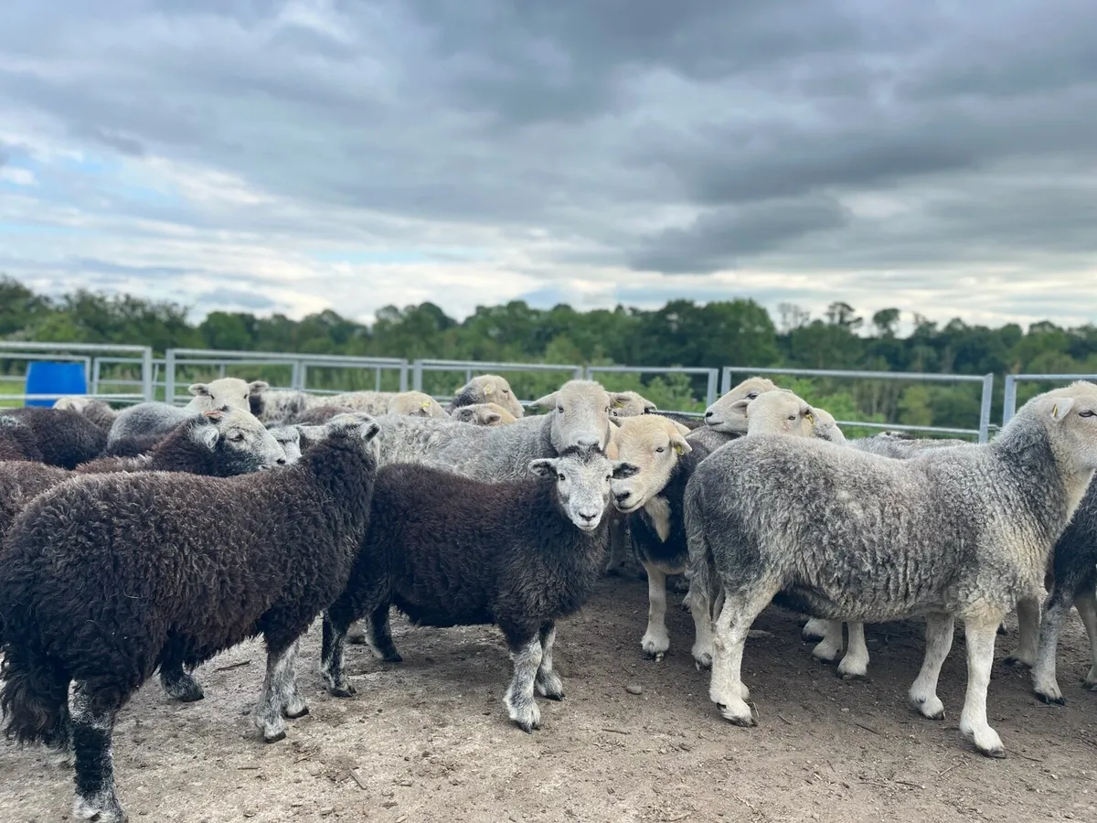 Organic certified Herdwick Hogget Ewes x 7 + Ram - Image 4