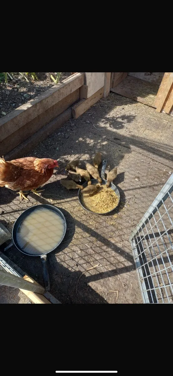 8 Ducklings plus Mother Hen