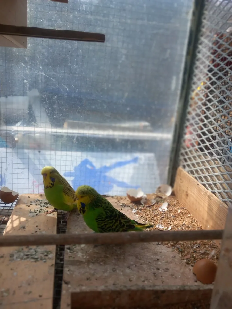 Birds - Image 1