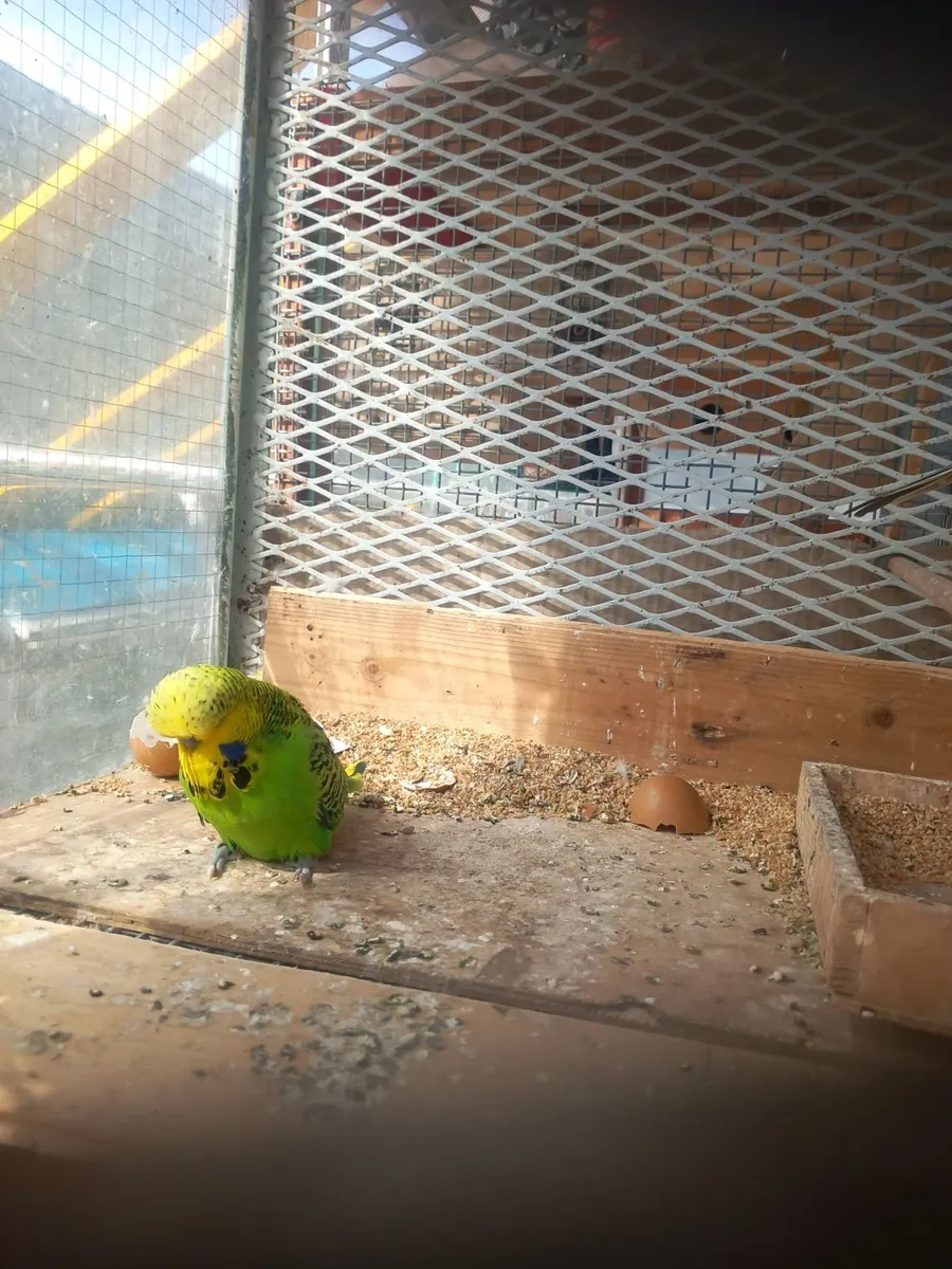 Birds - Image 2