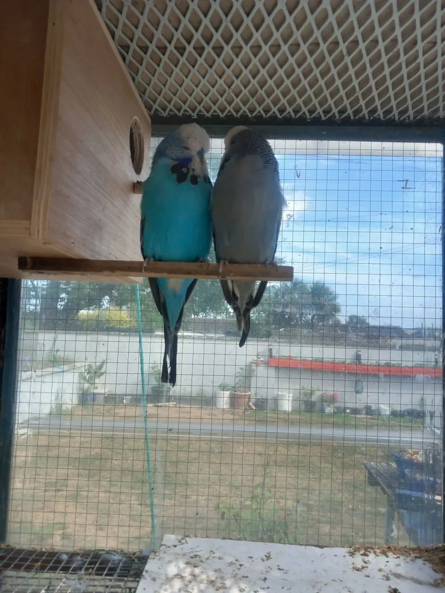 Birds - Image 3