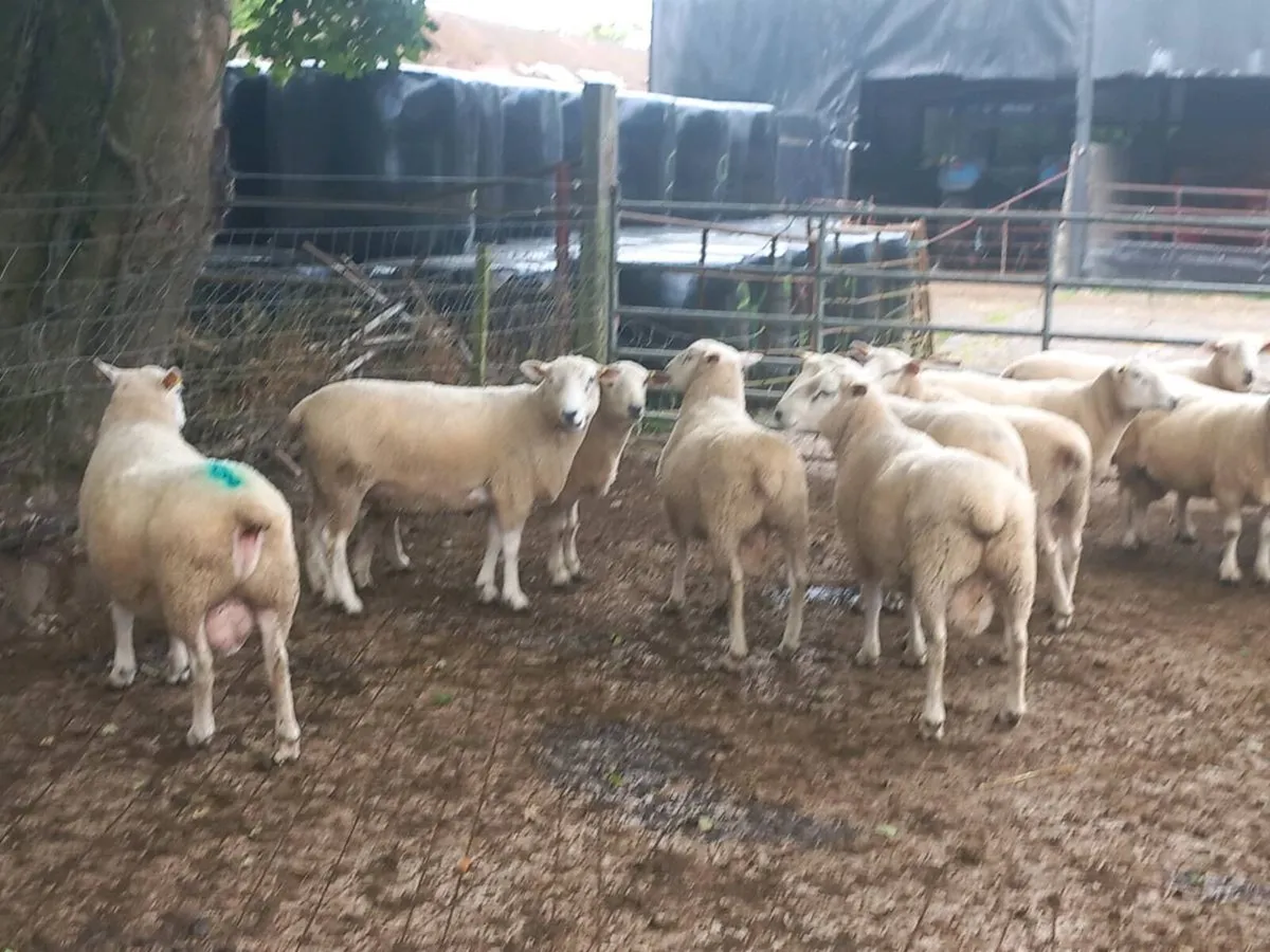 Tefrom Rams - Image 2