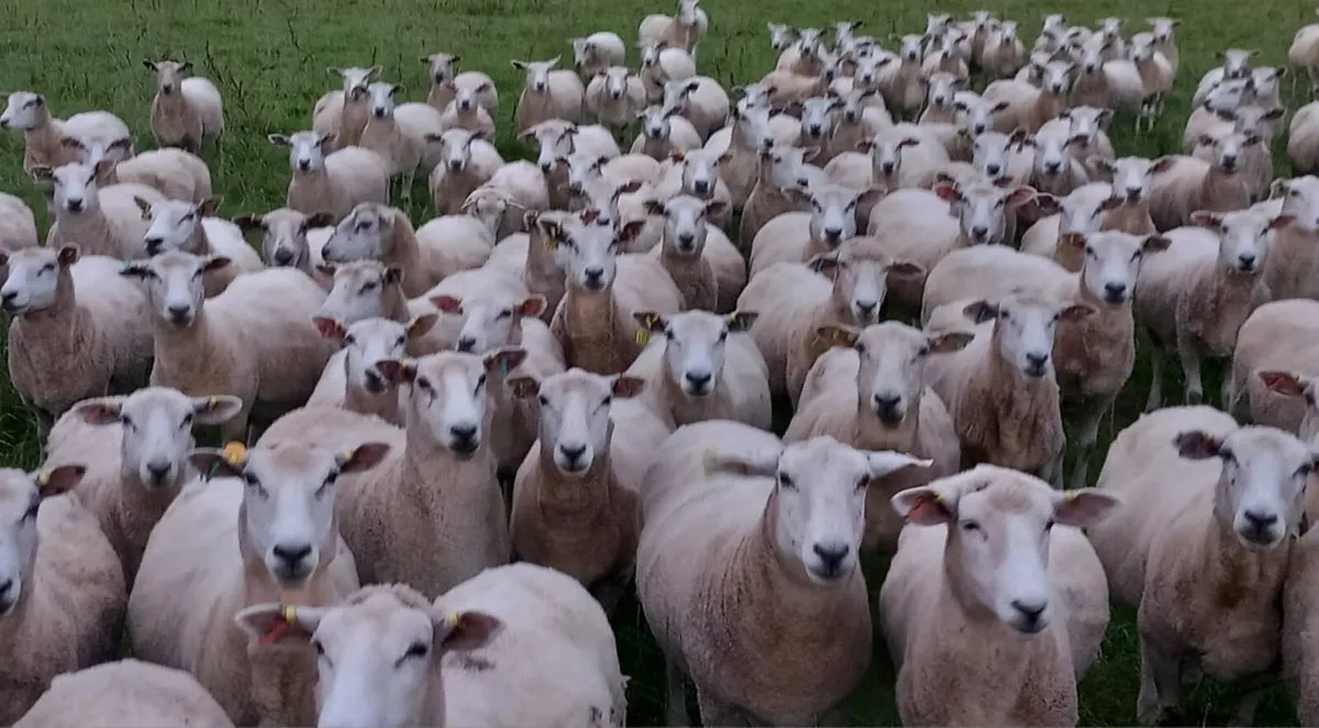 Tefrom Rams - Image 1