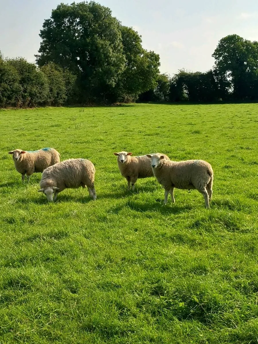 Tefrom Rams - Image 3